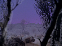 omicron_theta-yta1_s.jpg