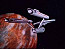 Regulus II - V